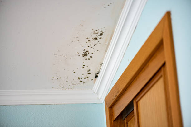 Best Attic Mold Removal  in Loves Park, IL