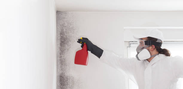 Best Commercial Mold Removal  in Loves Park, IL