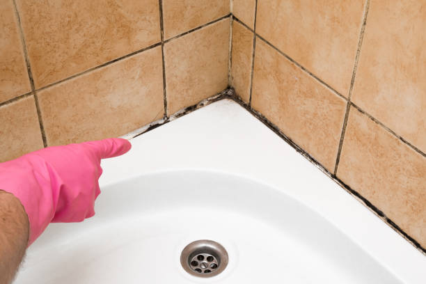 Best Mold Cleaning Services  in Loves Park, IL