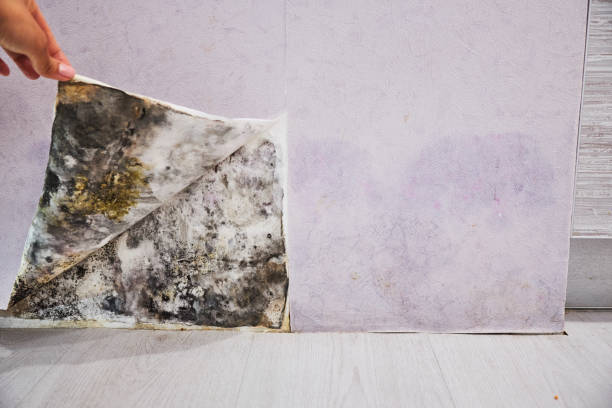 Best Mold Damage Repair  in Loves Park, IL